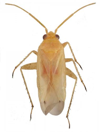 Plagiognathus bipunctatus
